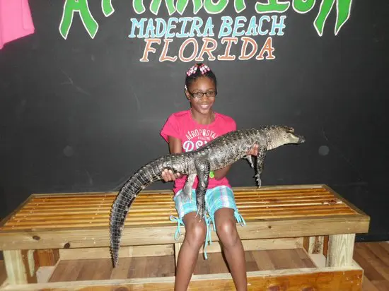 the alligator attraction